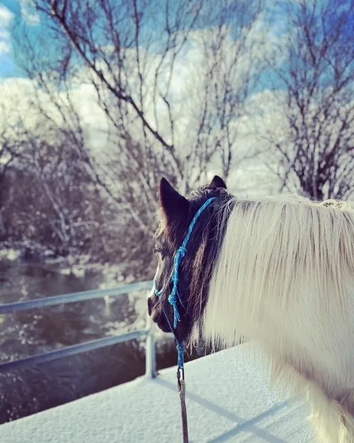 Charlie på vintern