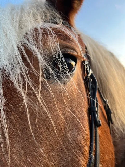 Hästöga
